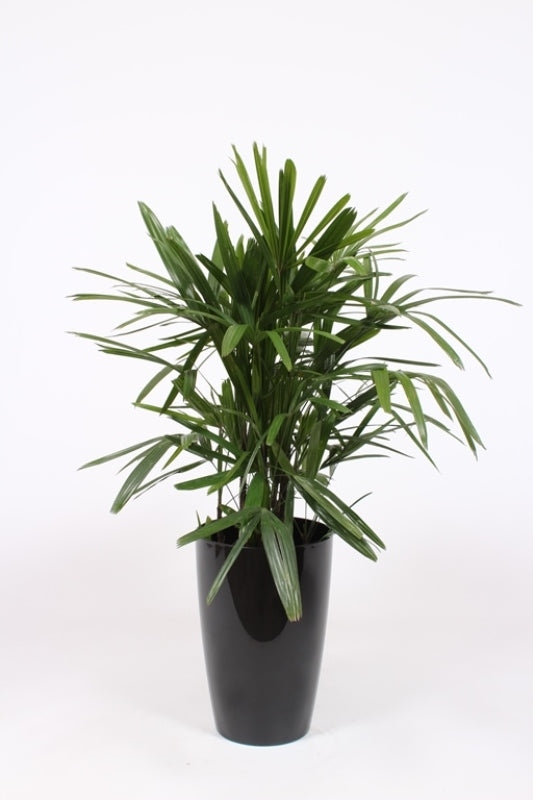 Rhapis excelsa 120cm 29cm Pot