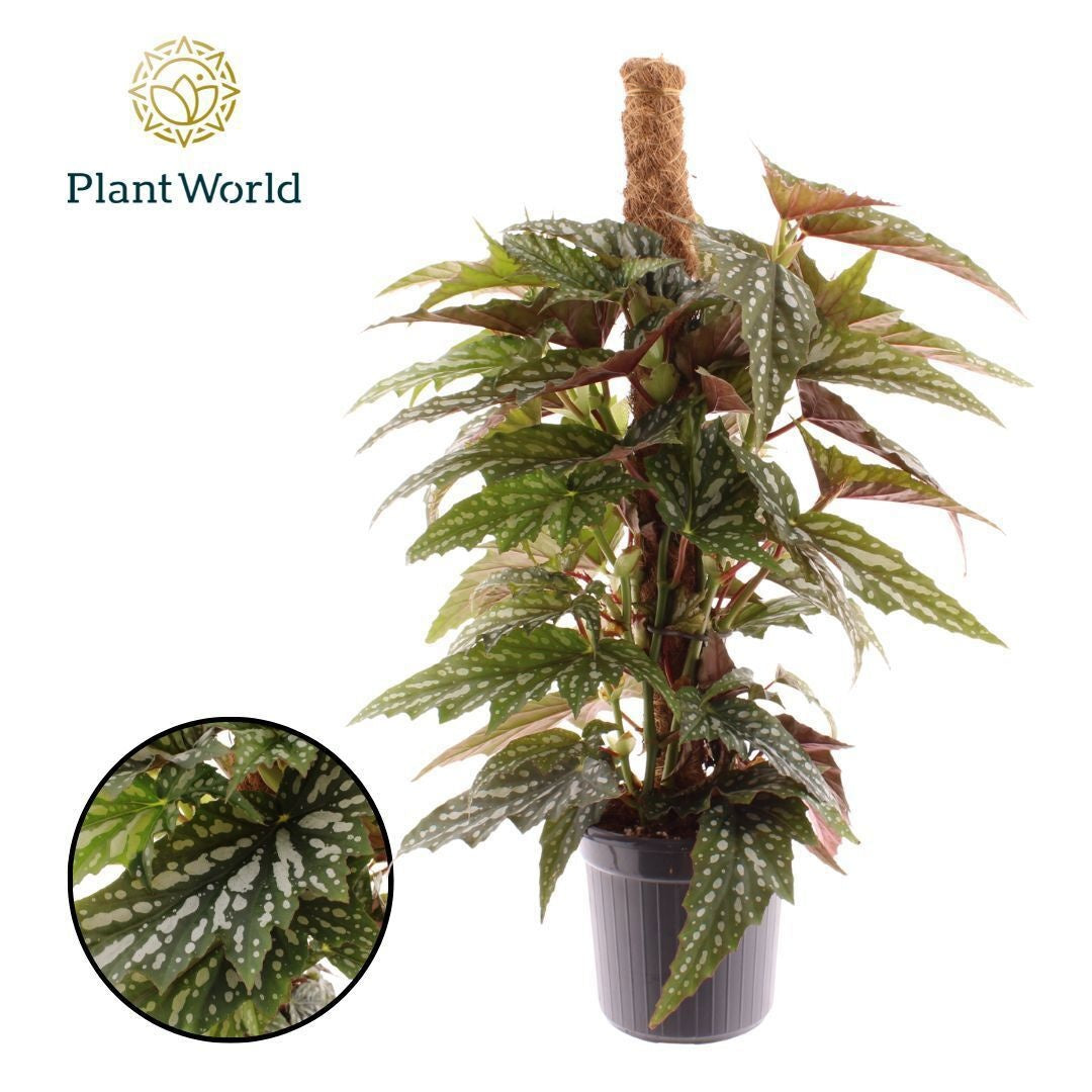 Begonia rex 60cm 16cm Pot
