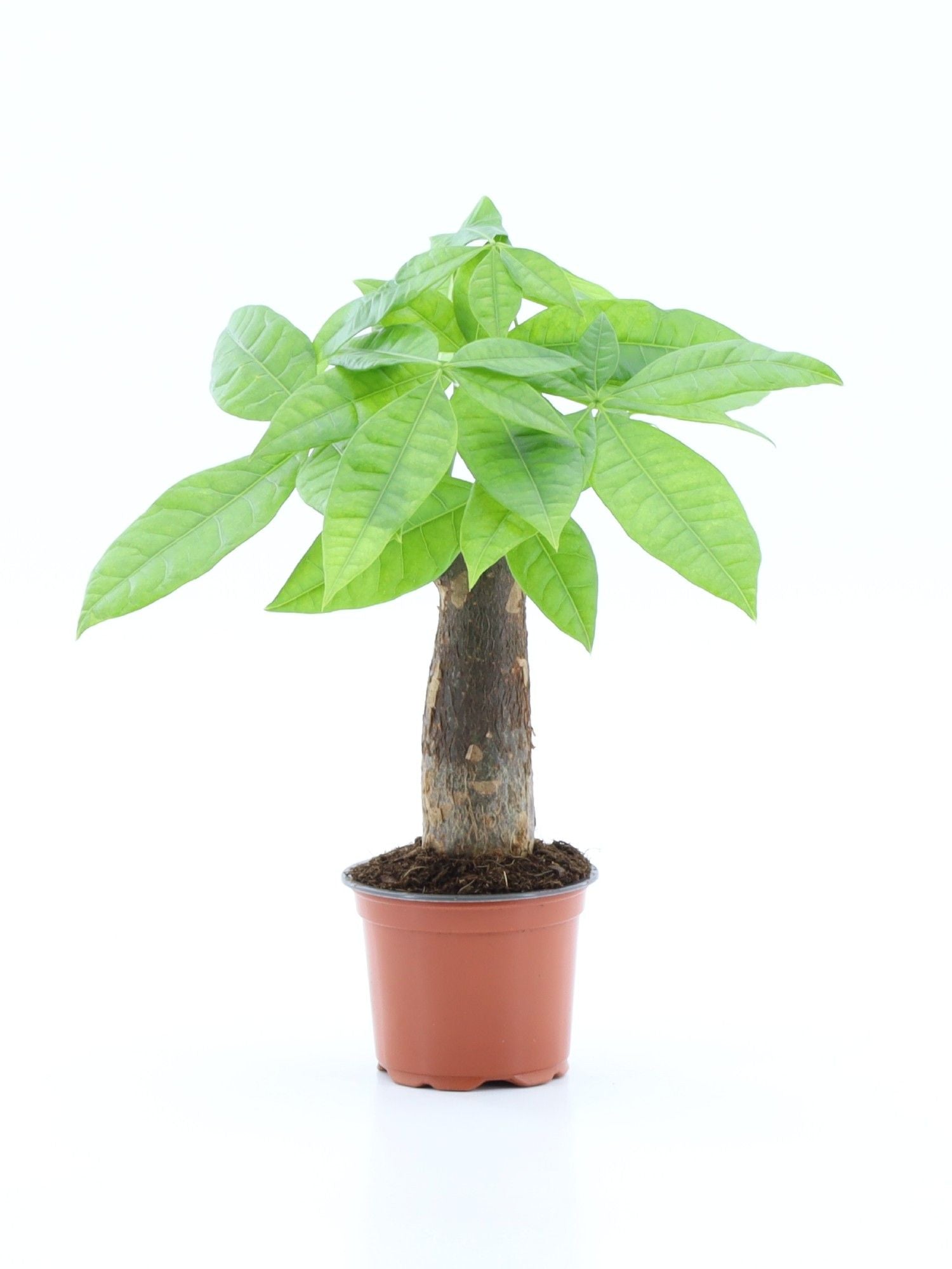 Pachira aquatica 25cm 9cm Pot