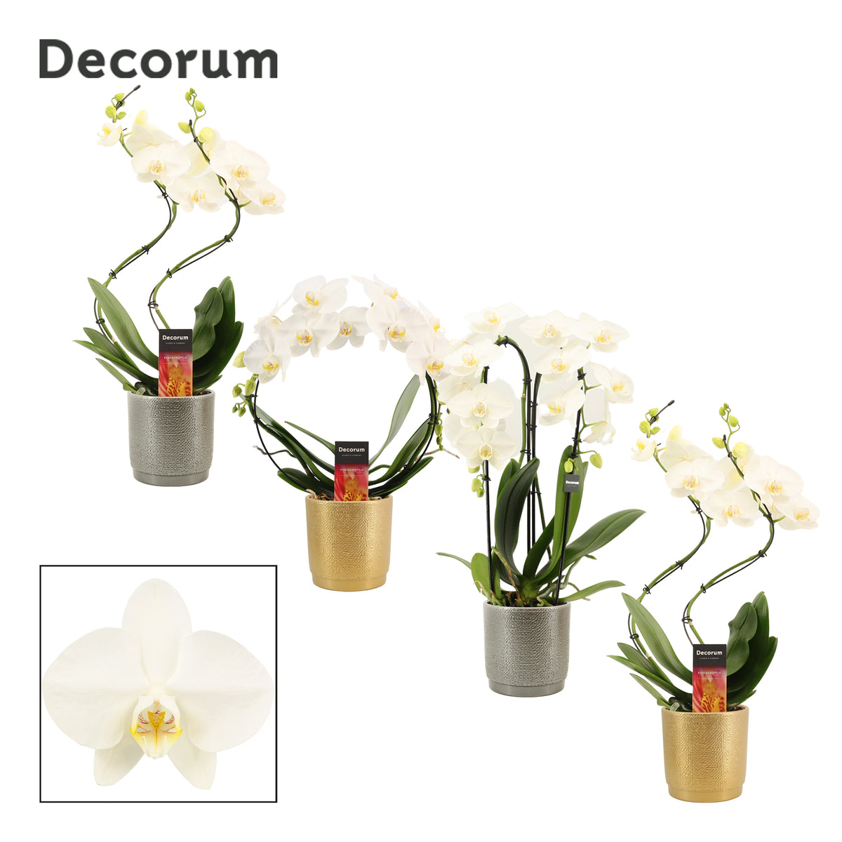Phalaenopsis white 45cm 12cm Pot