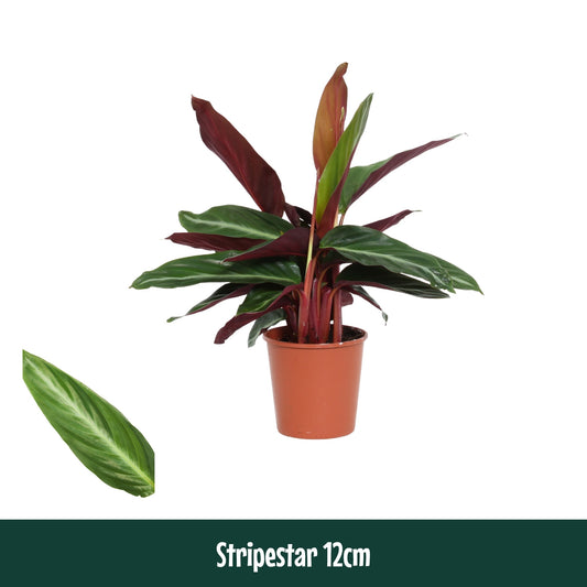 Calathea fasciata 40cm 12cm Pot