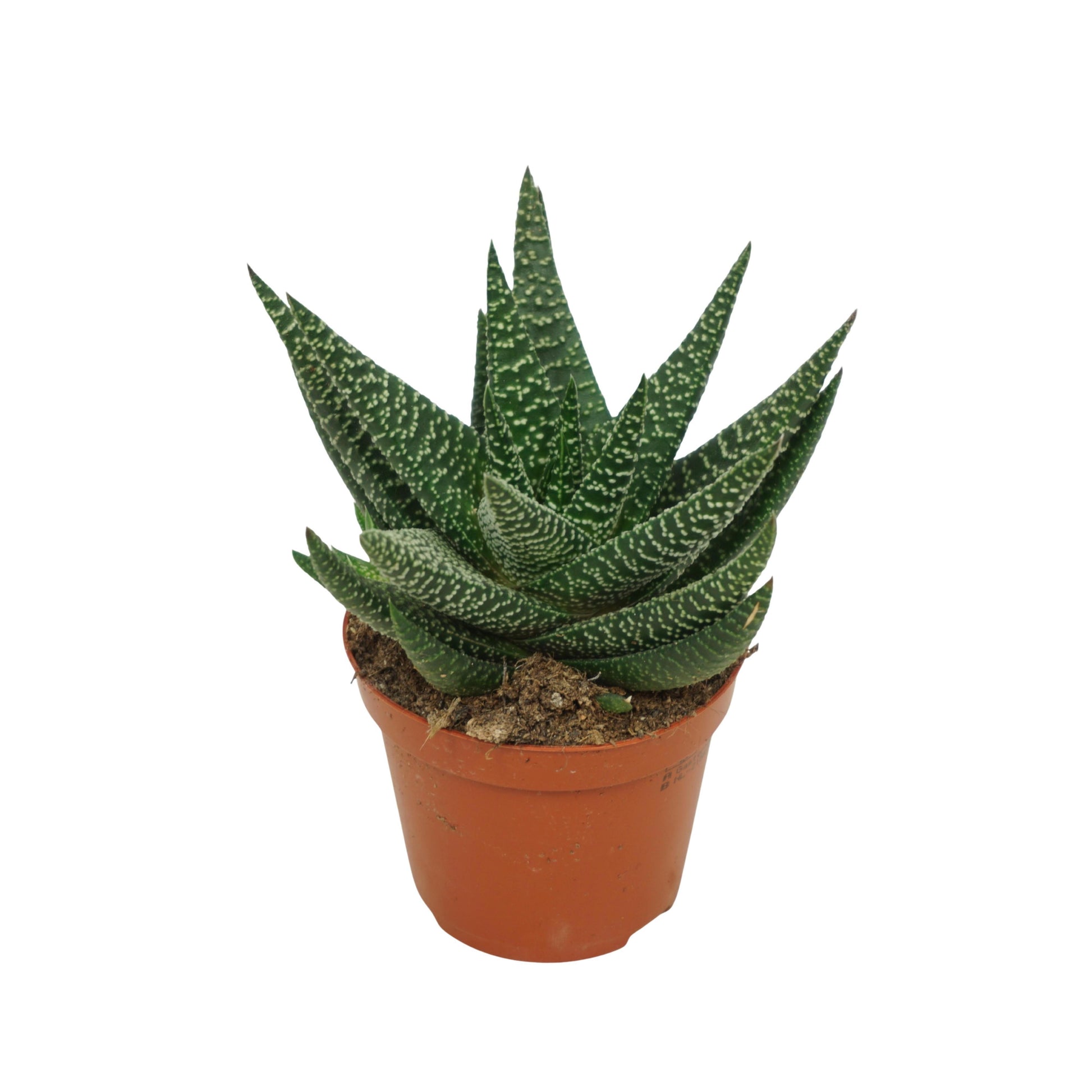 Gasterhaworthia Royal Highness 16cm 8.5cm Pot
