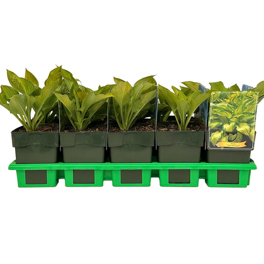 Hosta for. Gold Standard 25cm 11cm Pot