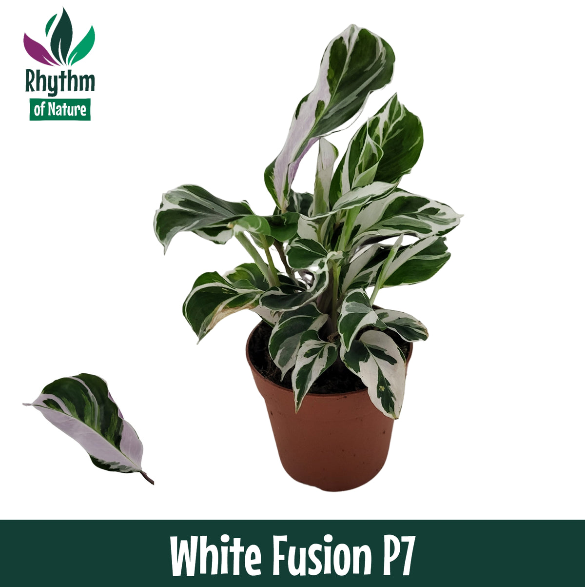 Calathea Fusion White 15cm 7cm Pot