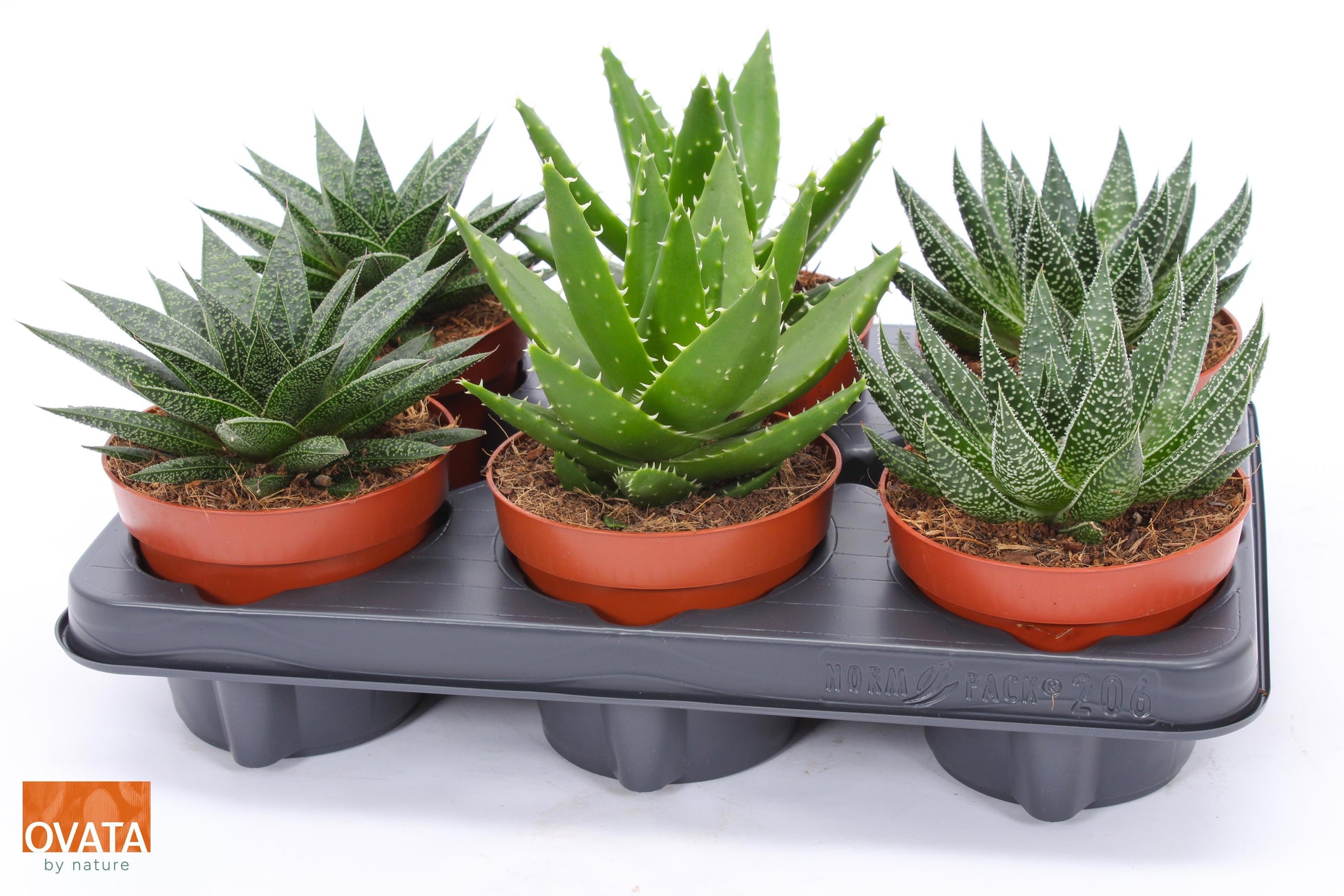Succulent mix 13cm 12cm Pot