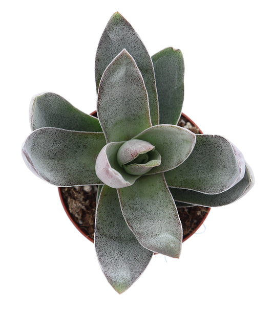 Crassula Garnet Lotus 10cm Special Pot (508)