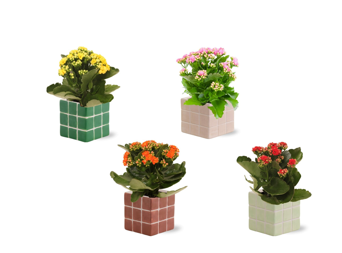 Kalanchoe double mix (+ drp.ceramic) 27cm 12cm Pot