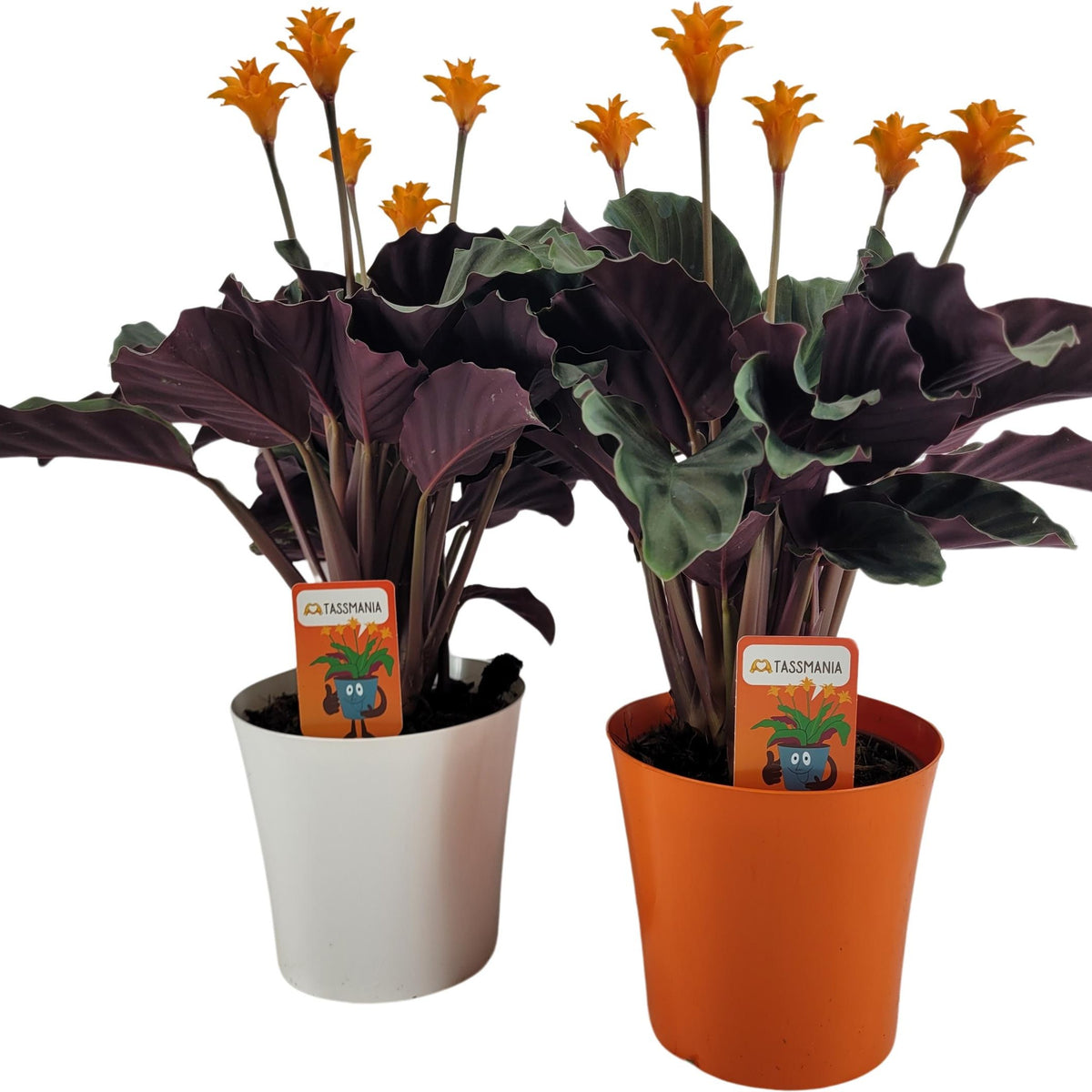 Calathea Tassmania 40cm 14cm Pot