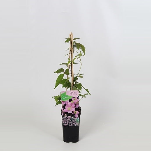 Clematis montana Fragrant Spring 60cm 14cm Pot