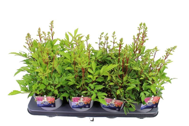 Astilbe mix 35cm 13cm Pot