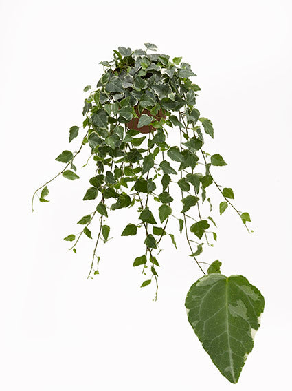 Hedera helix Tamara 13cm Pot