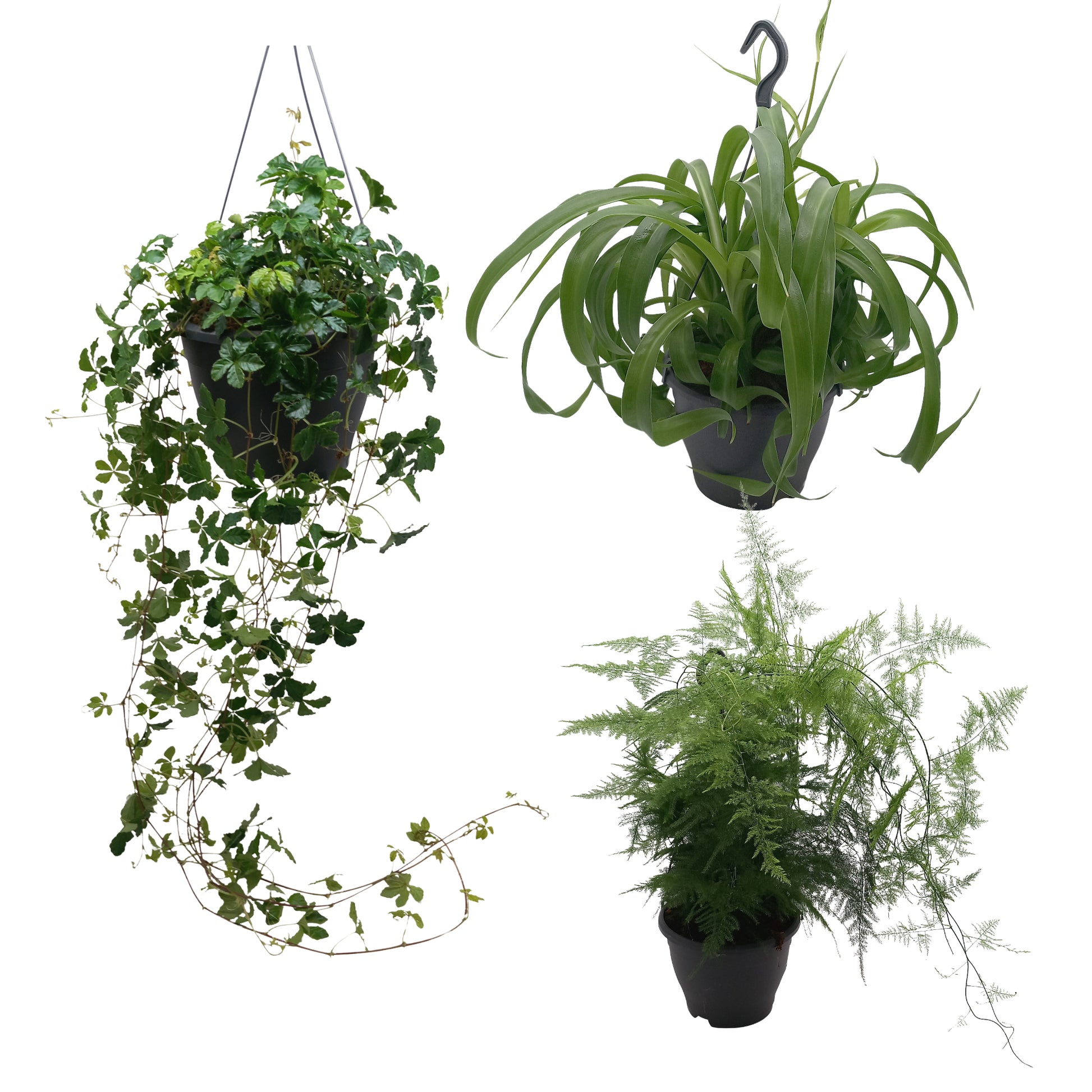Foliage houseplants mix 50cm 19cm Pot