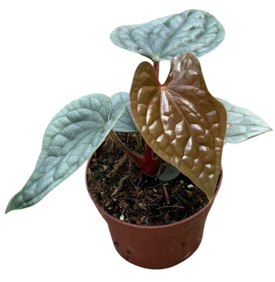 J.M. Plants, Kwekerij Anthurium Luxurians Pack of 9