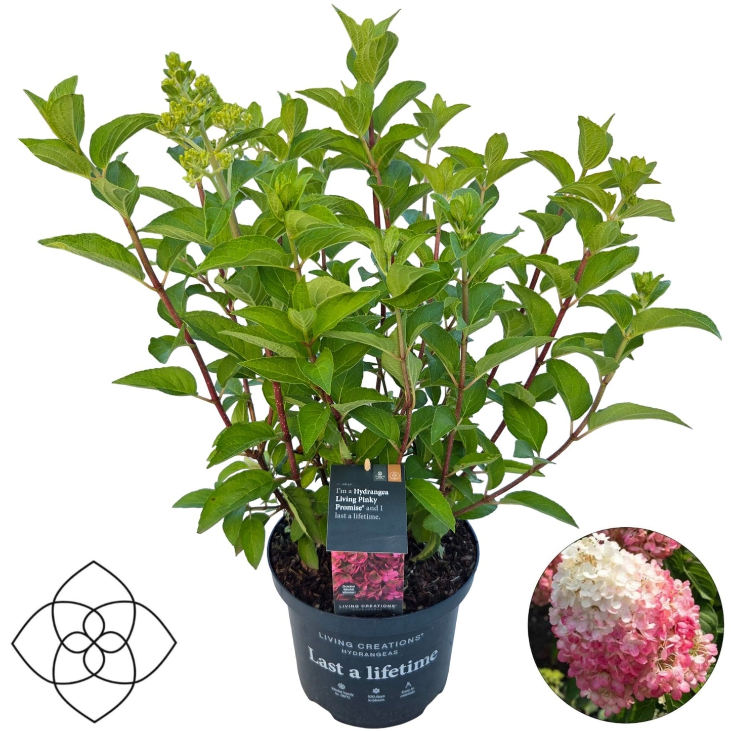 Hydrangea pan. Living Pinky Promise 65cm 23cm Pot