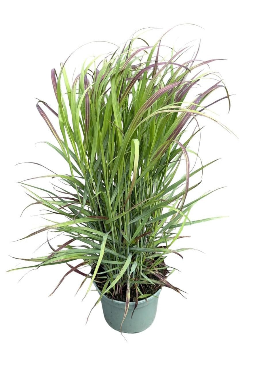 Panicum Oxblood Autumn 60cm 19cm Pot