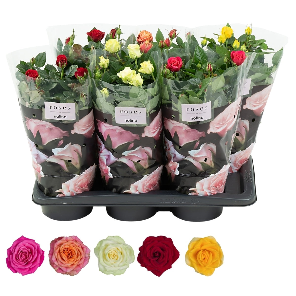 Nolina Kwekerijen Rosa Patiohit mix Pack of 6