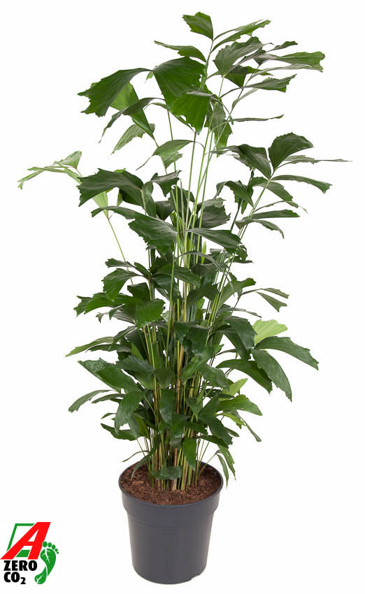 Caryota mitis 170cm 31cm Pot