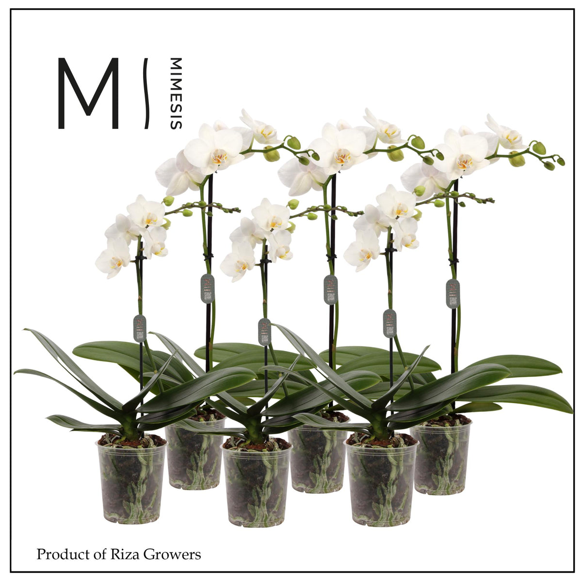 Phalaenopsis multiflora white 32cm 9cm Pot