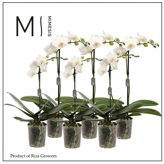 Phalaenopsis multiflora white 32cm 9cm Pot
