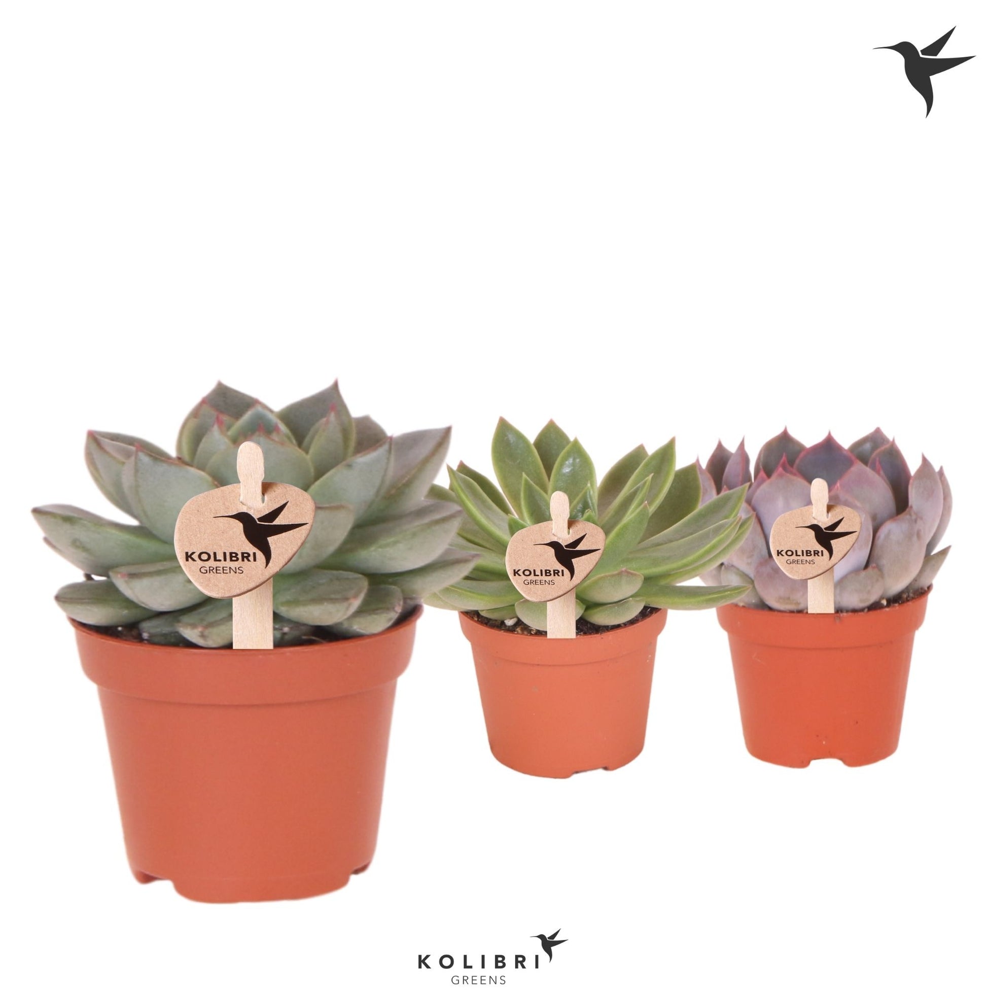 Echeveria Hybrid 8cm 6cm Pot