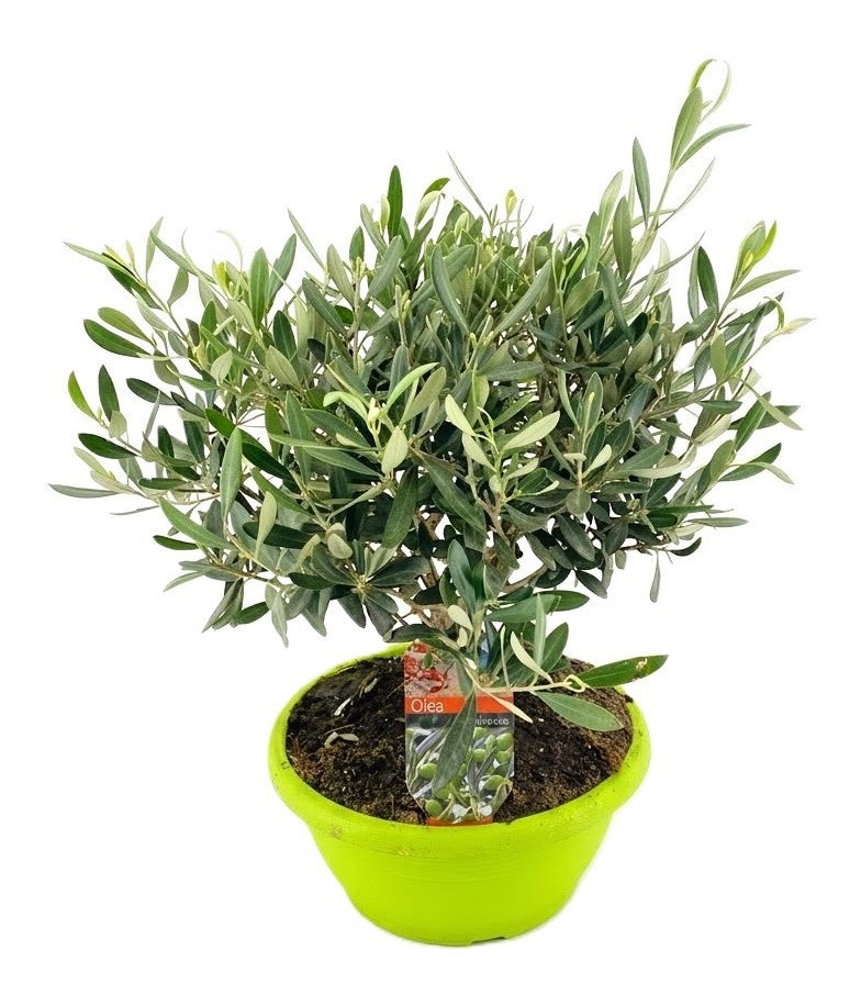 Olea europaea 40cm 27cm Pot