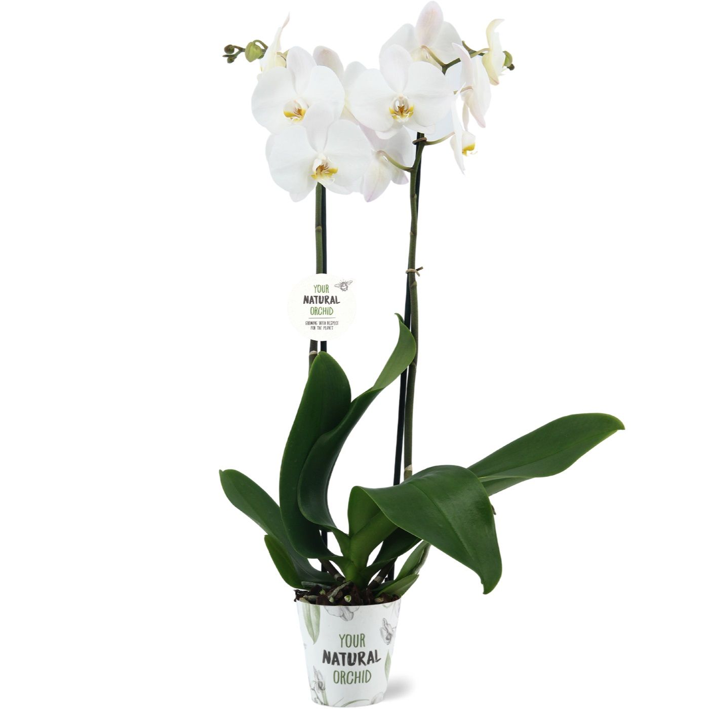 Phalaenopsis Cambridge 65cm 12cm Pot