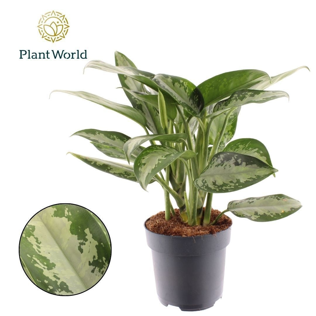 Aglaonema Jubilee 45cm 17cm Pot