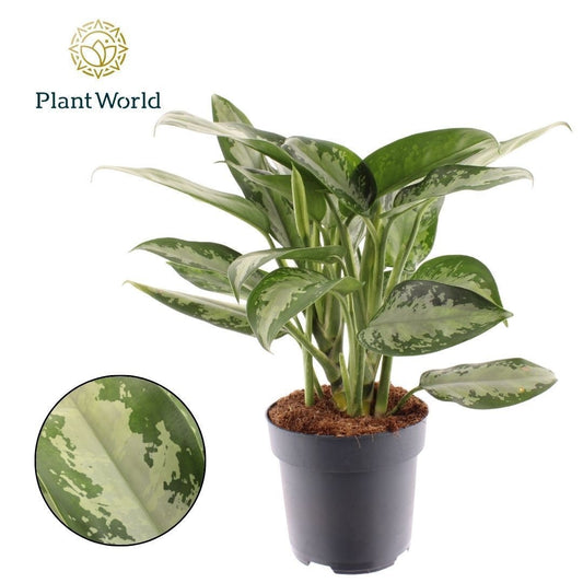 Aglaonema Jubilee 45cm 17cm Pot