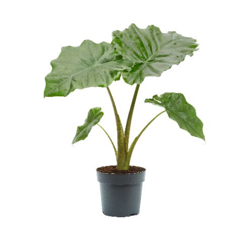 Alocasia Portodora 65cm 17cm Pot