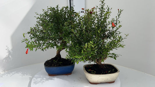 Bonsai Metasequoia Forest 40cm 16cm Pot