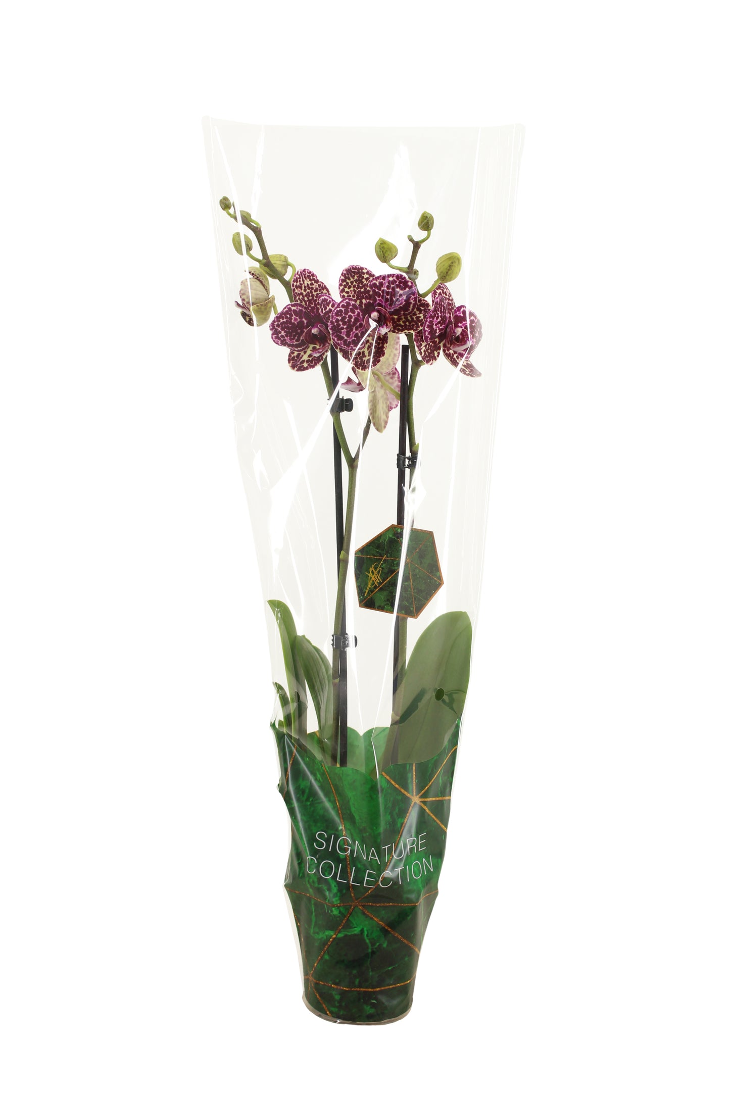 VG Orchids Phalaenopsis Wildcat Pack of 10