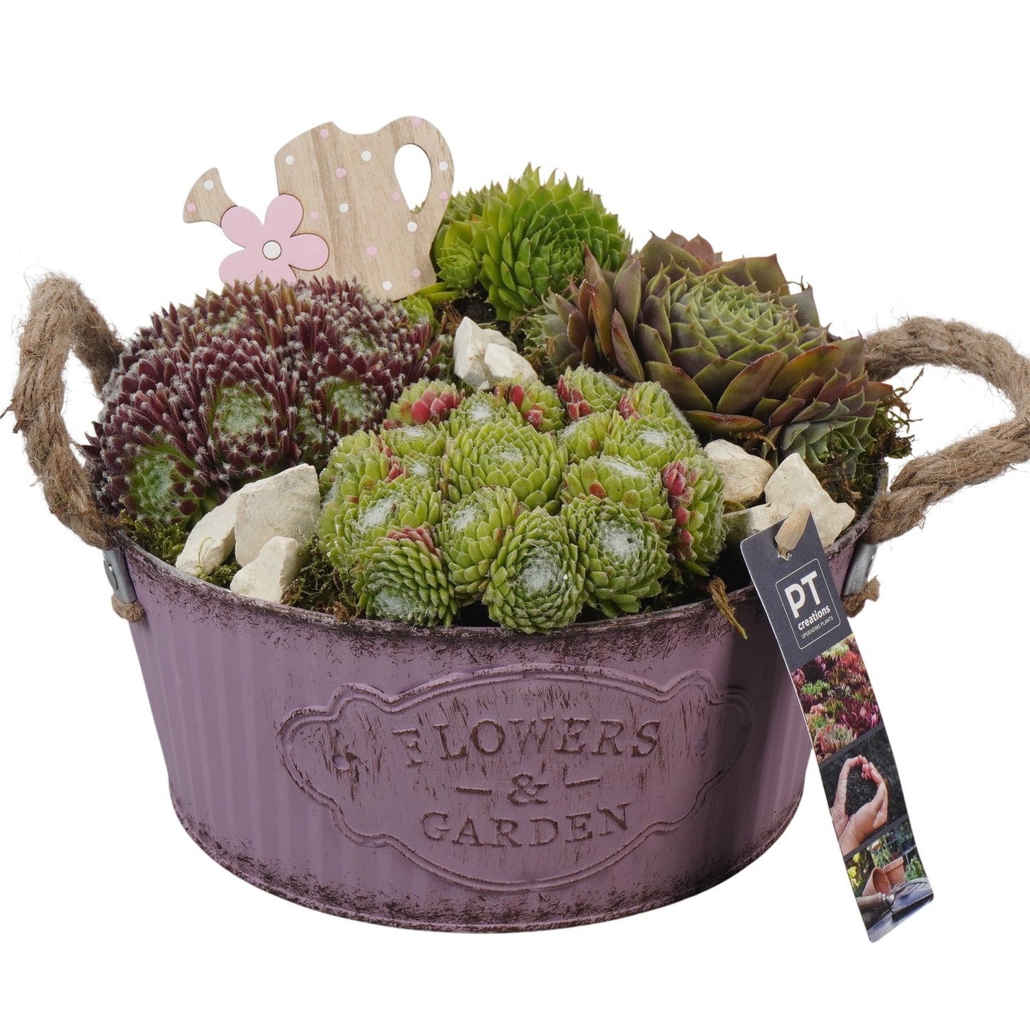 arr. Sempervivum 22cm 22cm Pot