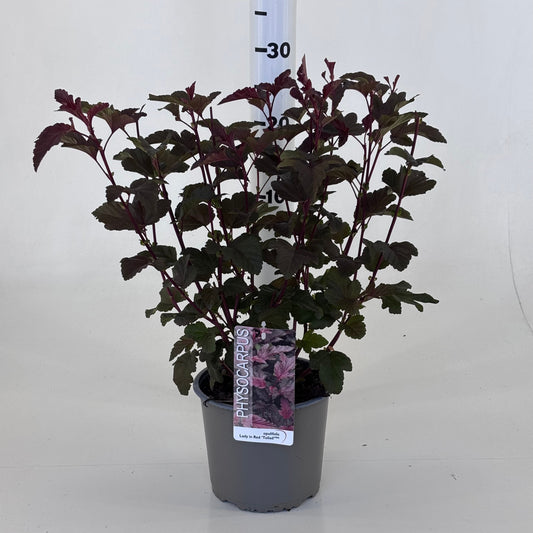 Physocarpus Lady In Red 45cm 19cm Pot