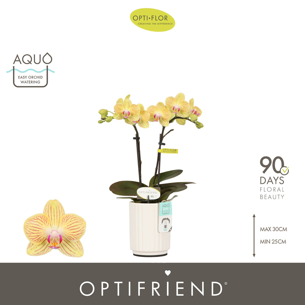 Phalaenopsis yellow 25cm 7cm Pot
