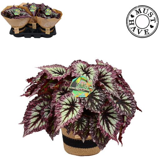 Begonia rex 35cm 17cm Pot