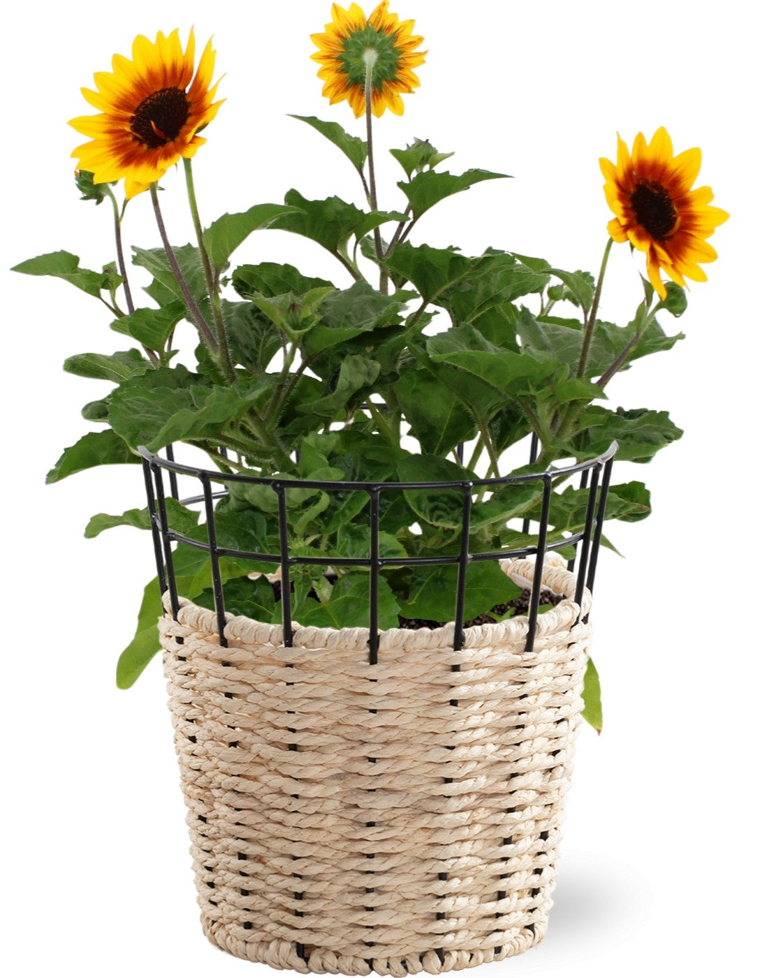 Helianthus ann. Sunbelievable Brown Eyed Girl 45cm 17cm Pot