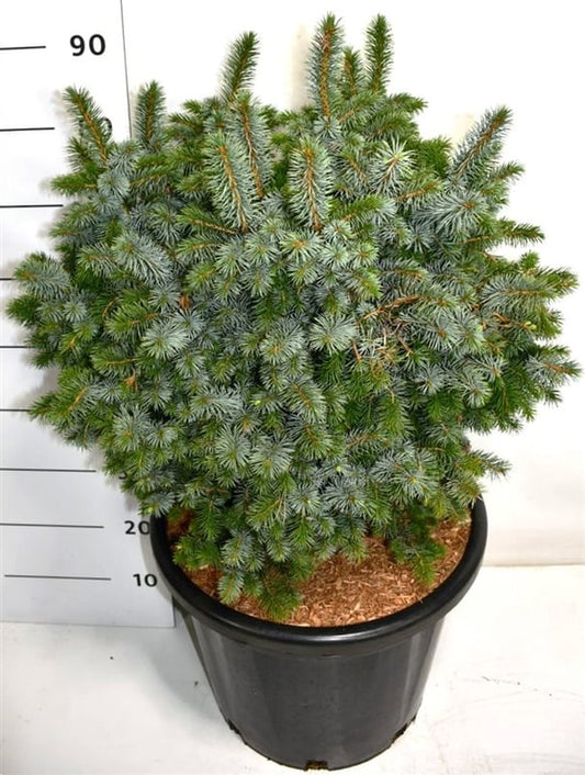 Picea sit. Tenas 100cm 38cm Pot
