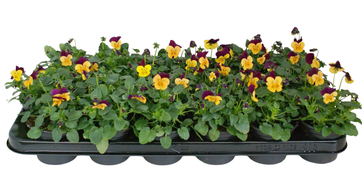 Zuidbaak Honselersdijk Viola corn. Callisto Orange with Purple Wing Pack of 18