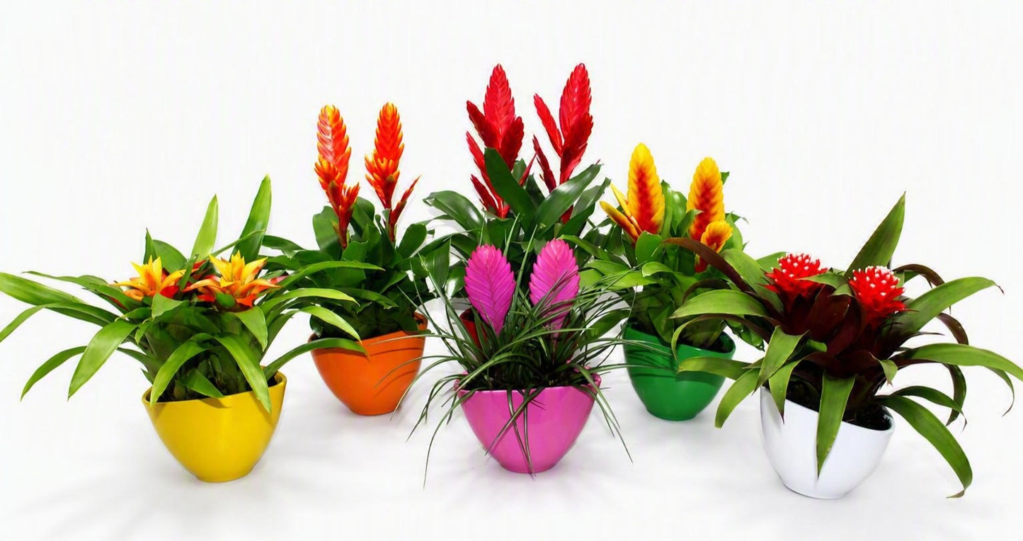 LKP plants Bromelia mix (+ drp.Coupe Borabora) Pack of 9