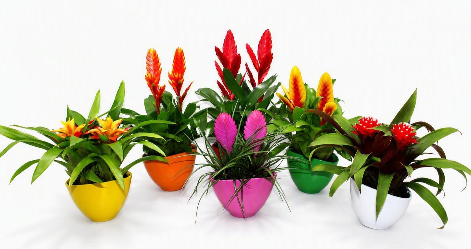 LKP plants Bromelia mix (+ drp.Coupe Borabora) Pack of 9