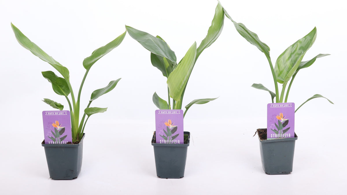Strelitzia reginae 25cm 9cm Pot