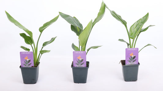 Strelitzia reginae 25cm 9cm Pot