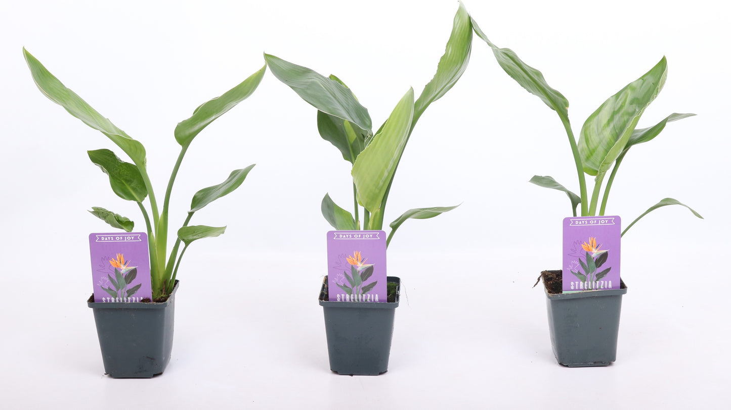 Valk BV Patioplant Strelitzia reginae Pack of 12
