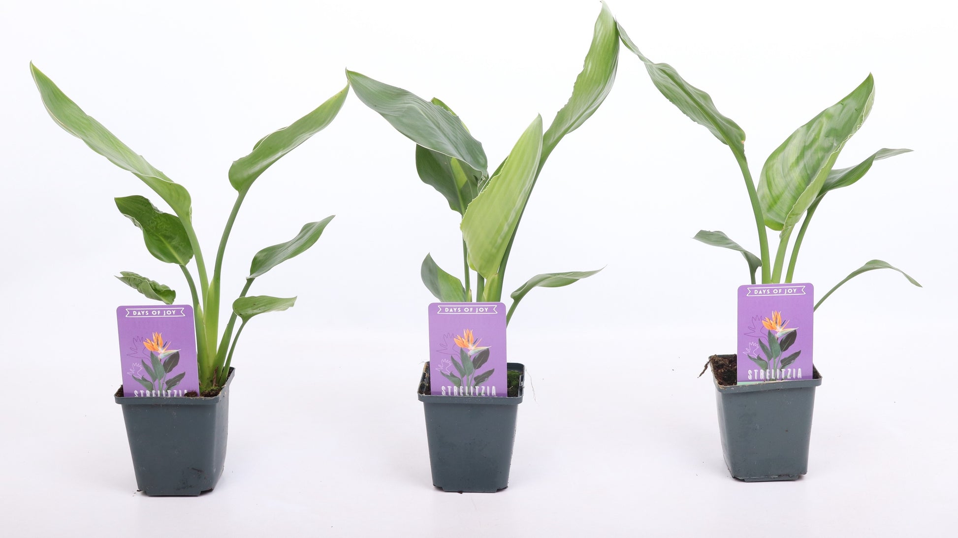 Valk BV Patioplant Strelitzia reginae Pack of 12