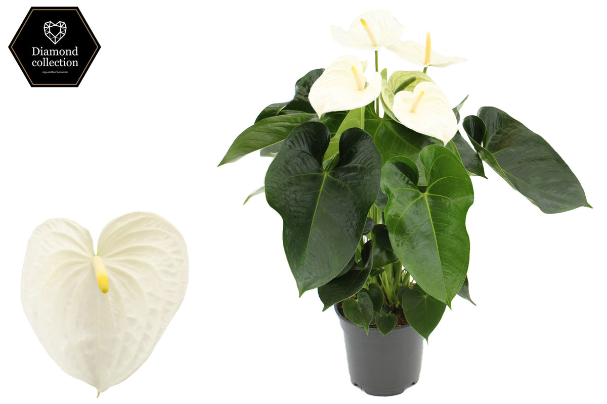 Anthurium Alpine 57cm 17cm Pot