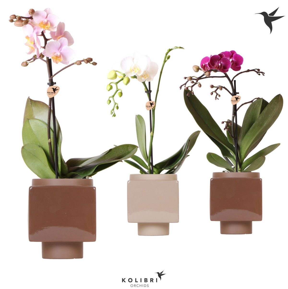 Phalaenopsis mix 40cm 9cm Pot