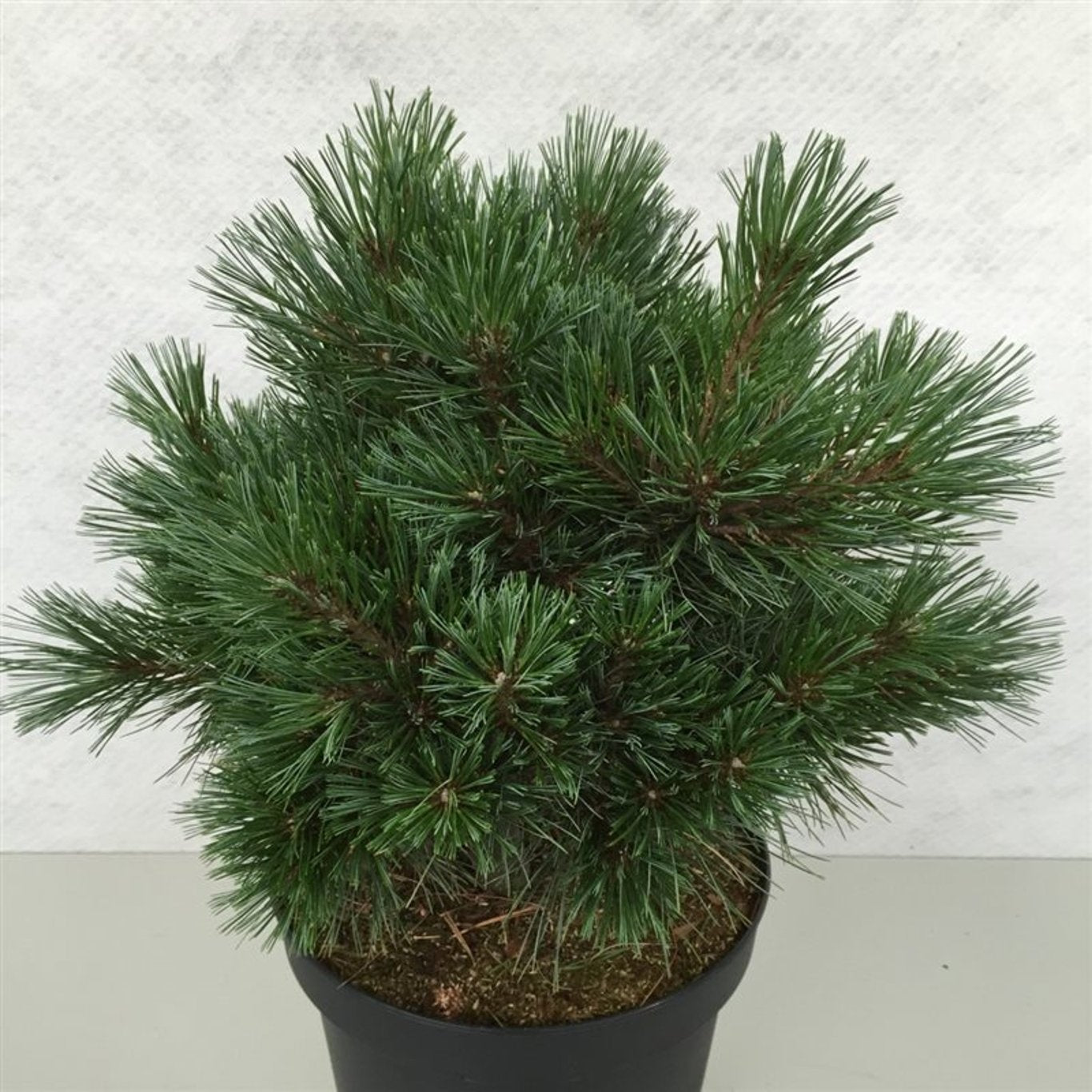 Pinus strobus 40cm 26cm Pot
