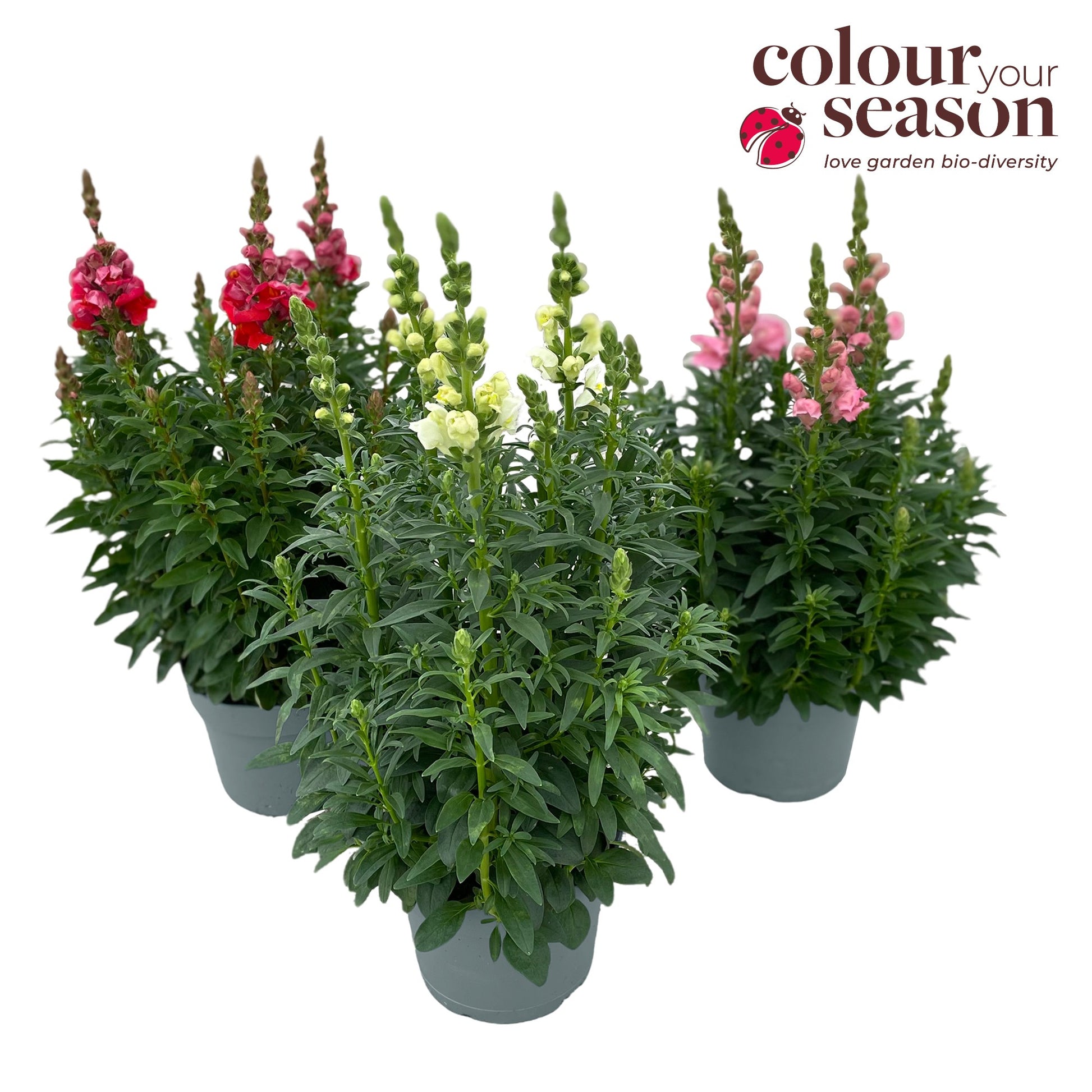Antirrhinum maj. Sonnet 60cm 19cm Pot