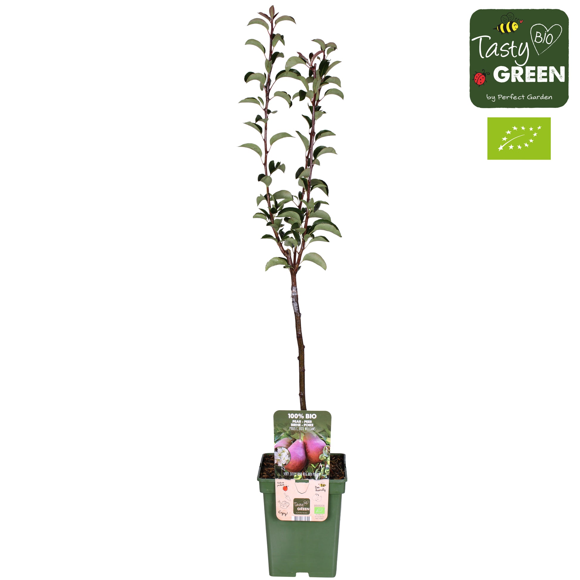 Pyrus communis 100cm 23cm Pot