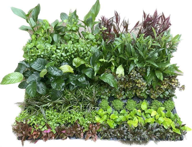 Aquarium plant mix 10cm 5cm Pot